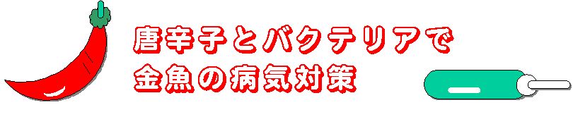 唐辛子とバクテリアで金魚の病気対策